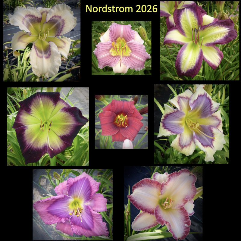 2026 Nordstrom Collection